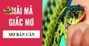 giải mã giấc mơ bị rắn cắn